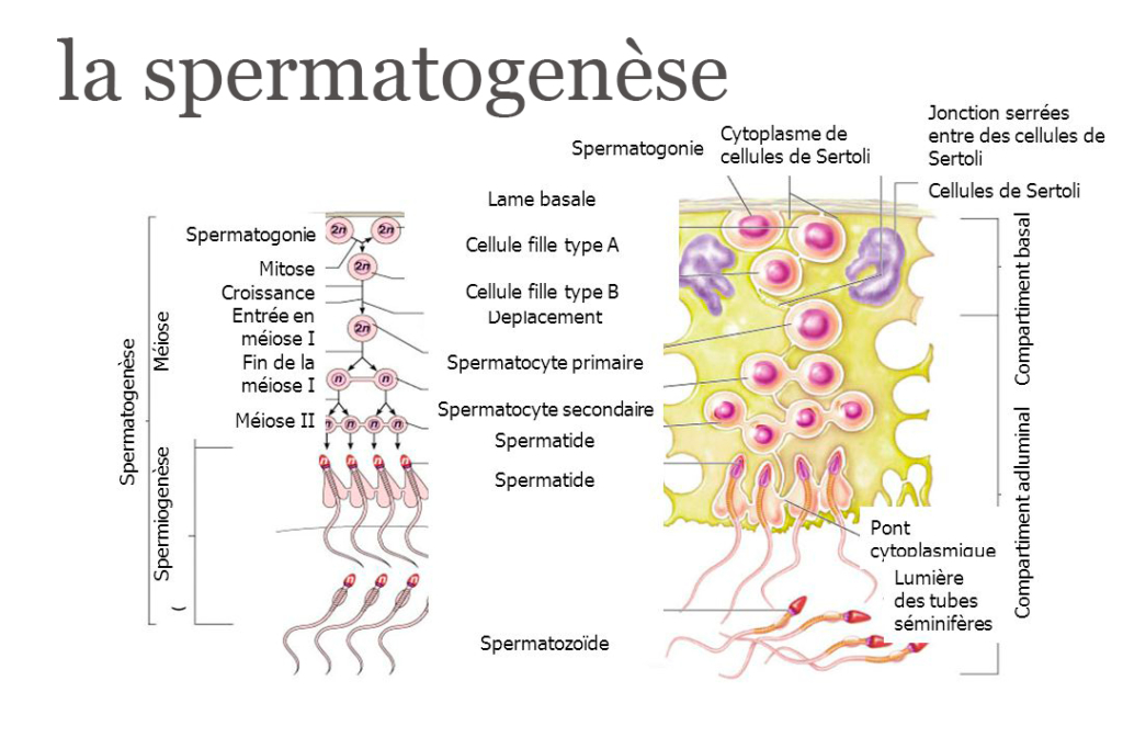 spermatogenèse