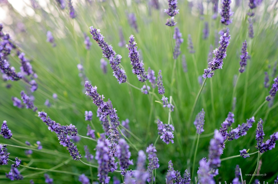 Photographier les lavandes en Provence