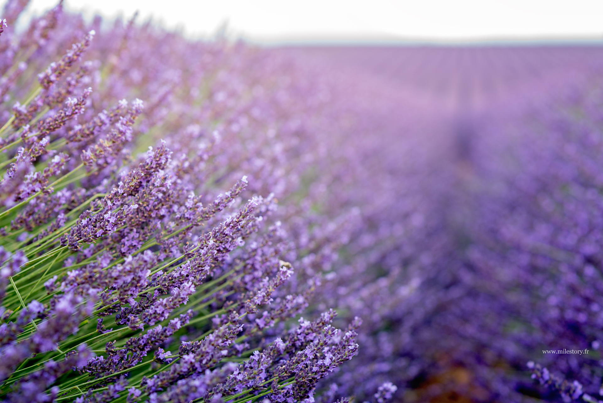 lavander field in provence