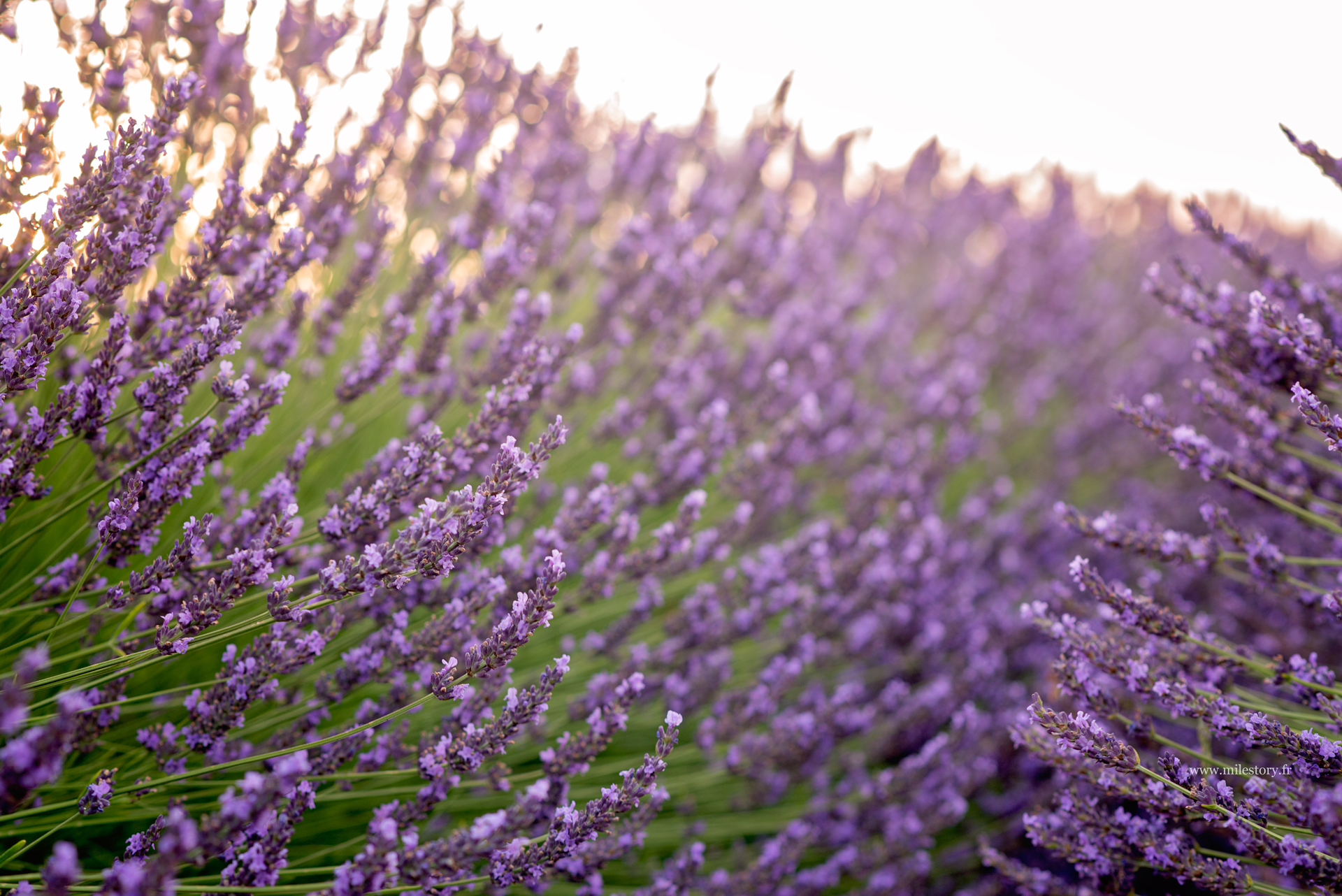 lavander field