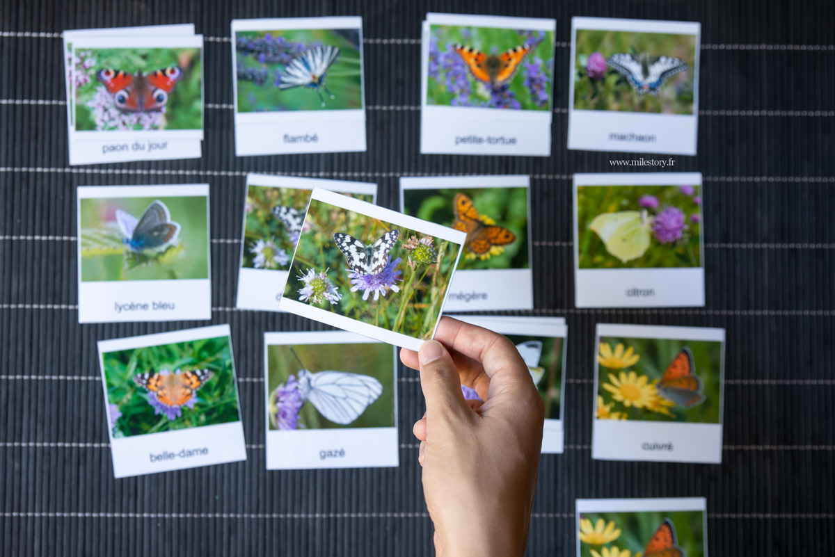 cartes de nomenclature papillon