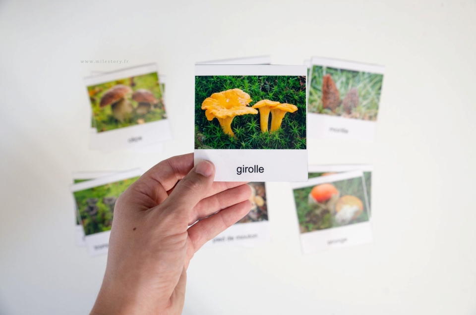 thème champignons maternelle inspiration Montessori : cartes nomenclature à télécharger et activités complémentaires