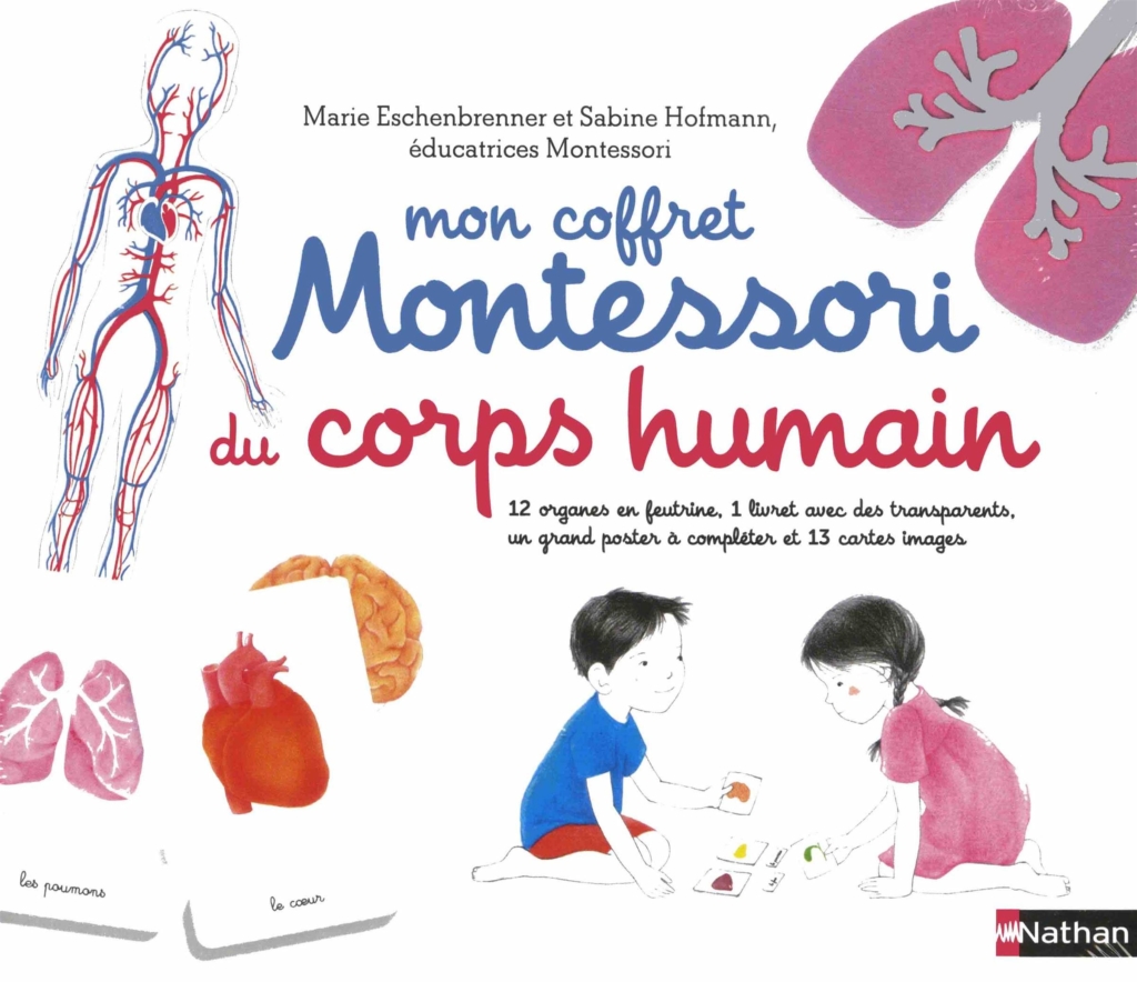 Corps - Puzzle 3d Montessori Pour Enfants, Modèle D'anatomie Du Corps  Humain, Apprentissage Éducatif, Jouet À