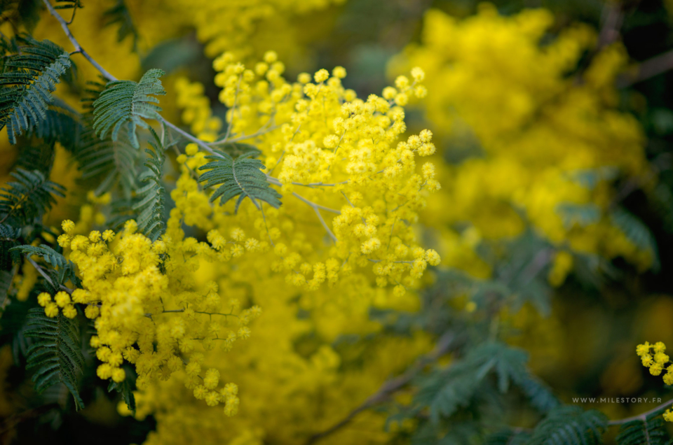 Sur la route du mimosa de Provence en famille