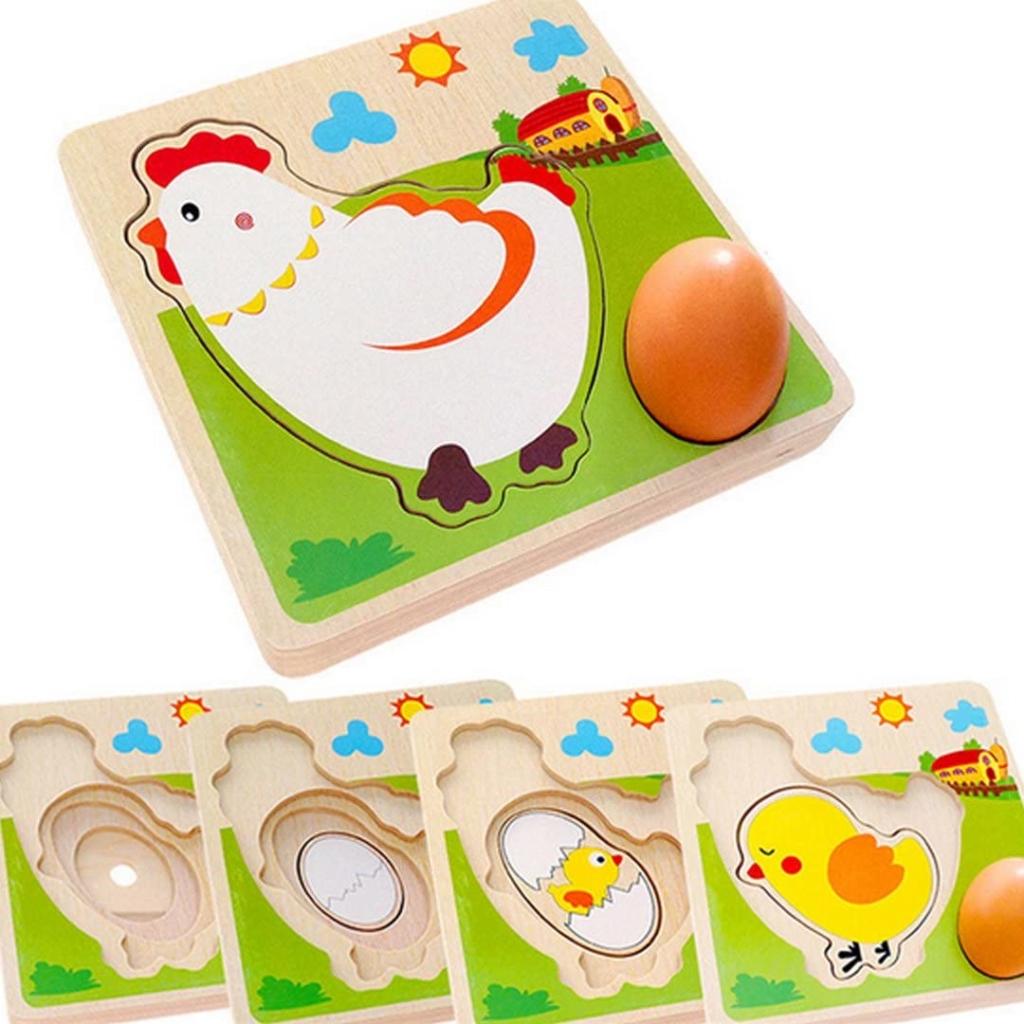 Activités poule en maternelle : cycle de vie poule, morphologie poule  