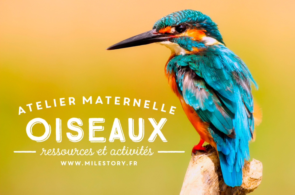 activités maternelle oiseaux + Cartes nomenclature oiseaux – coschooling