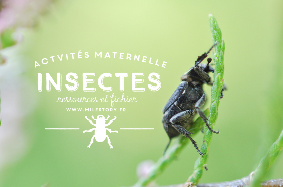 Livres et activités sur les insectes (et autres petites bêtes) en maternelle – coschooling