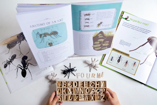 Livres et activités sur les fourmis maternelle - coschooling