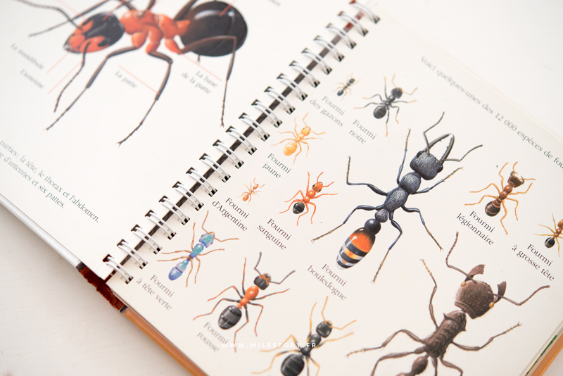 Livres et activités sur les fourmis - coschooling - Milestory