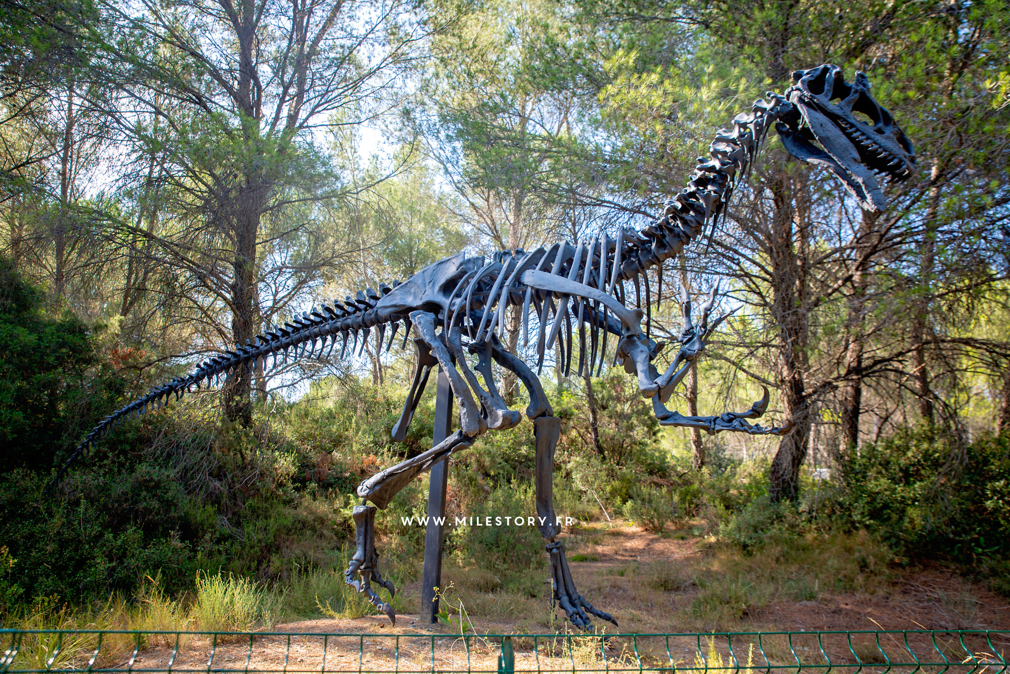 Dinosaures Superbes Images /& Informations int/éressantes sur la Vie des Animaux dans la Nature