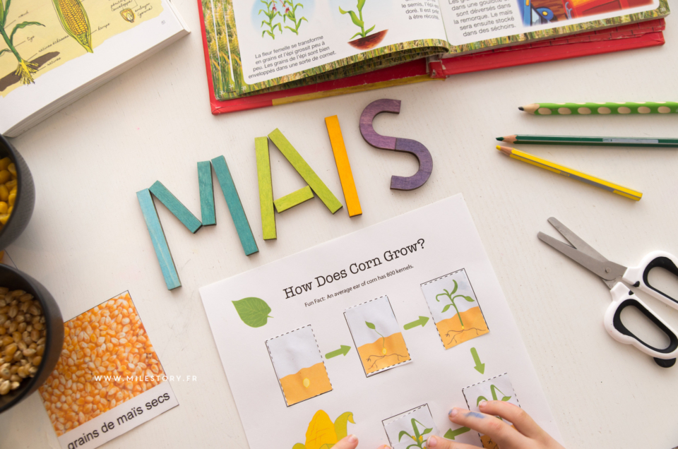 Ief Botanique coschooling – fiches et activités sur le maïs