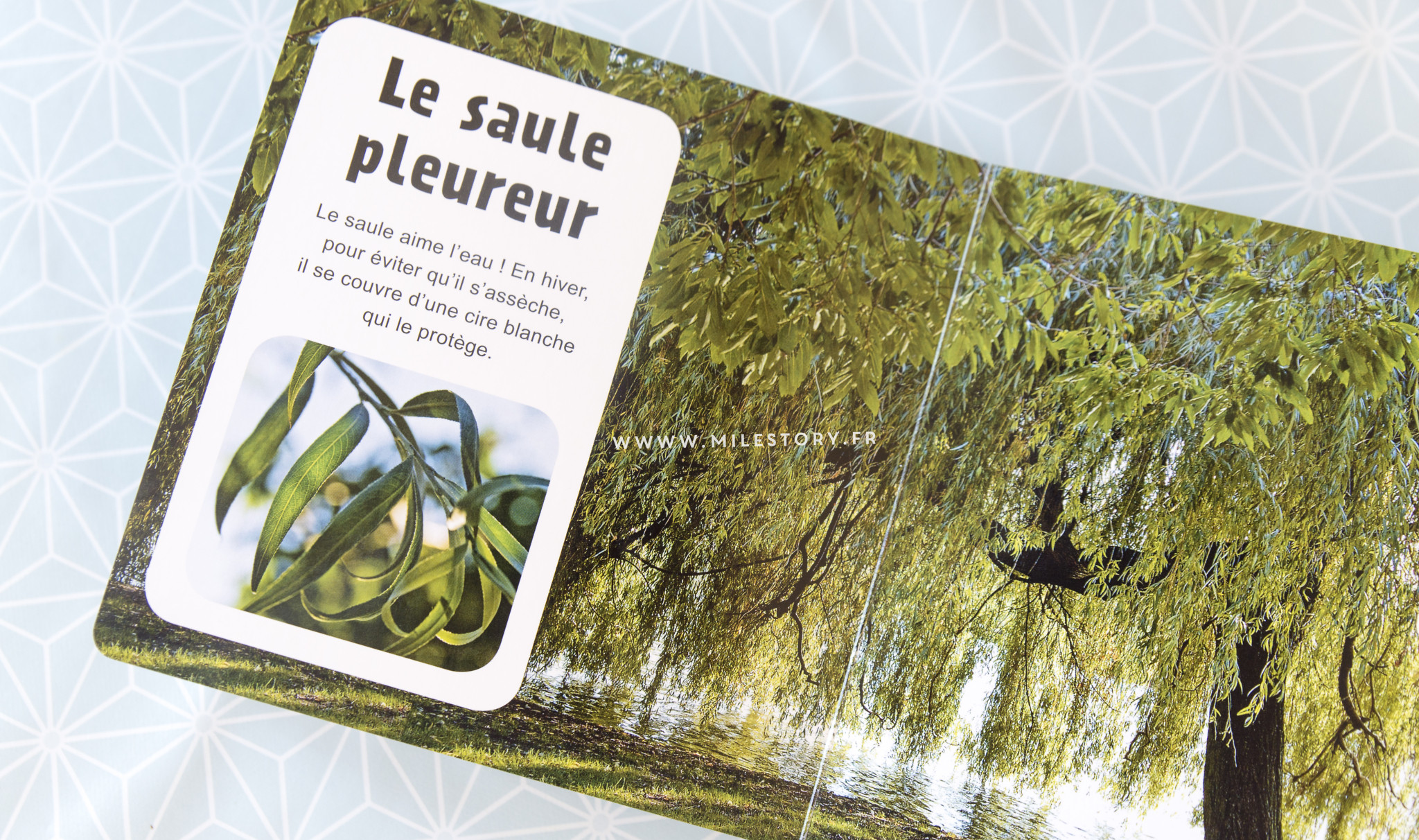IEF maternelle coschooling - Livres et activités sur les arbres, les