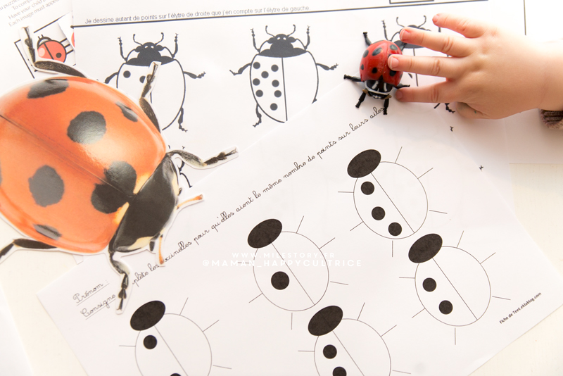 Coccinelle coccinelles insectes ce2 exercices dossier activité activités insecte droles papillon demoiselle maths eklablog betes préscolaire lire classe savoir correction