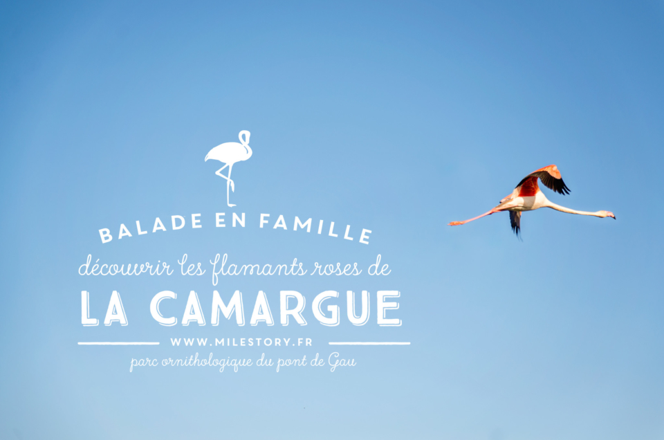 Où voir les flamants roses en Camargue – Balade en famille au parc ornithologique du pont de Gau