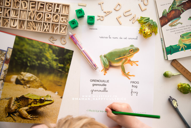 Puzzle du Cycle de Vie de l'oeuf à la Grenouille - Montessori 0-3 et 3-6 ans