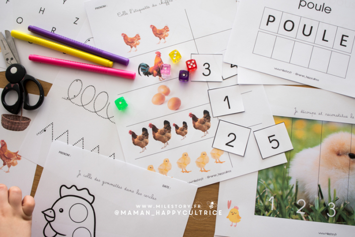 Activités poule en maternelle : cycle de vie poule, morphologie poule