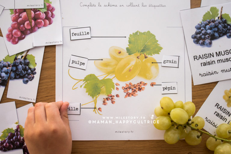 Le raisin en maternelle, cp, ce1, ce2 - Milestory.fr Fiches d'activités