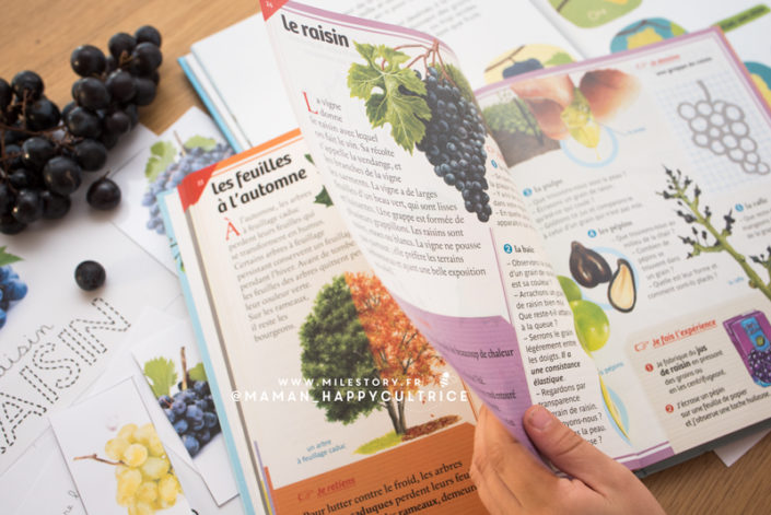 Le raisin en maternelle, cp, ce1, ce2 - Milestory.fr Fiches d'activités