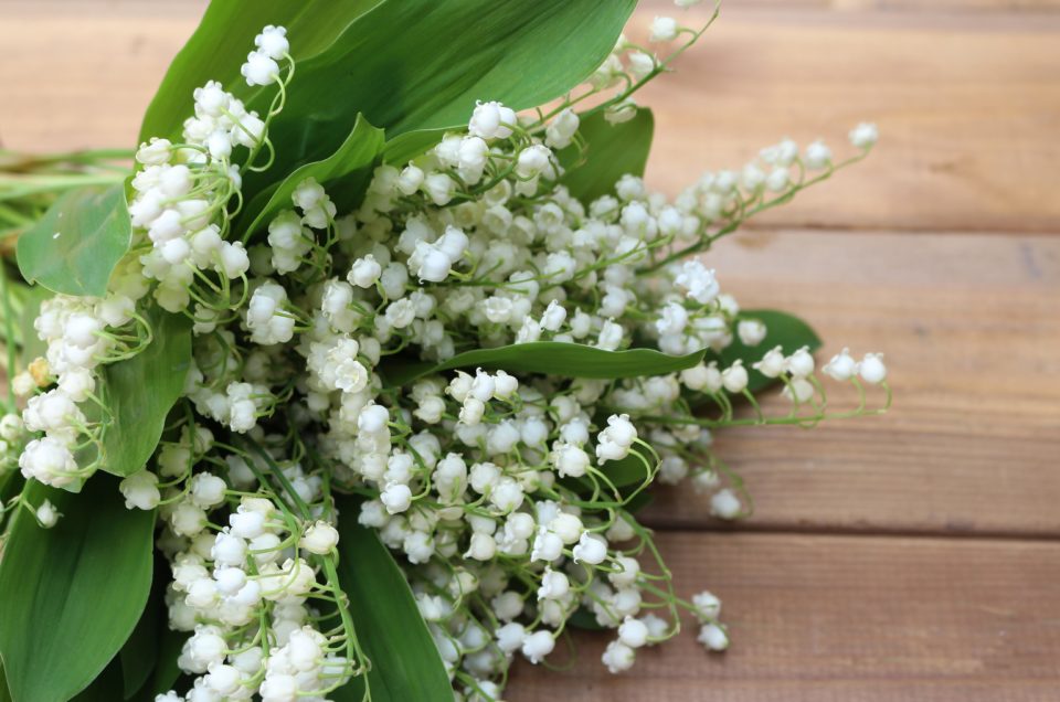 Fiches d’activités et jeux Maternelle/cp pour le muguet du 1er mai