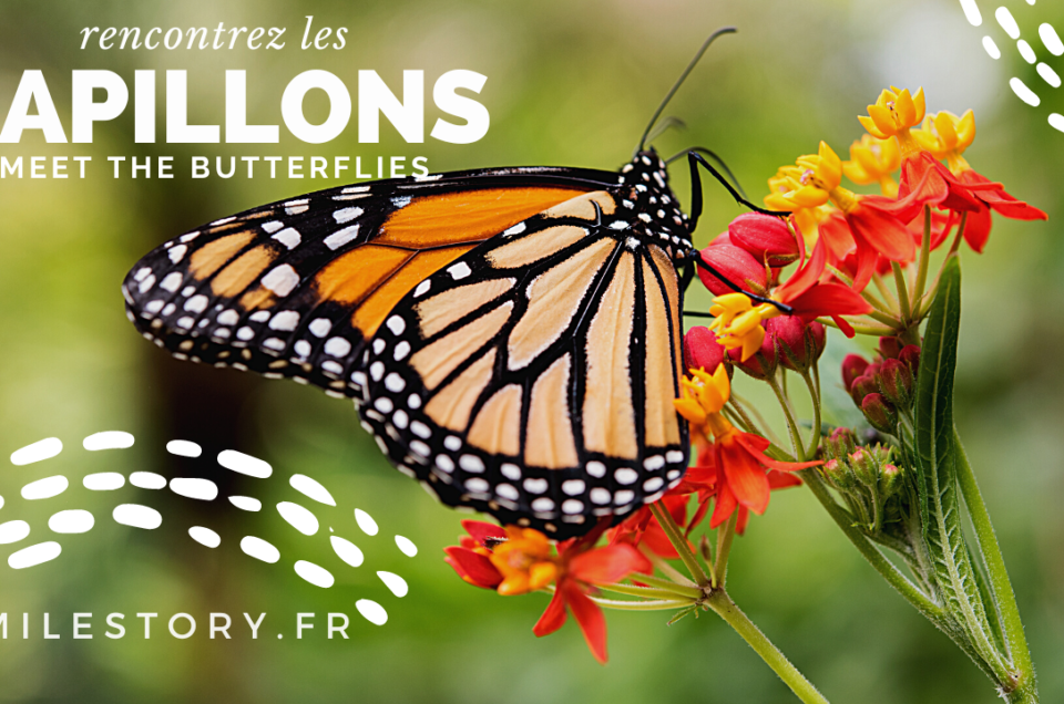 Les papillons : rencontre et documentaire